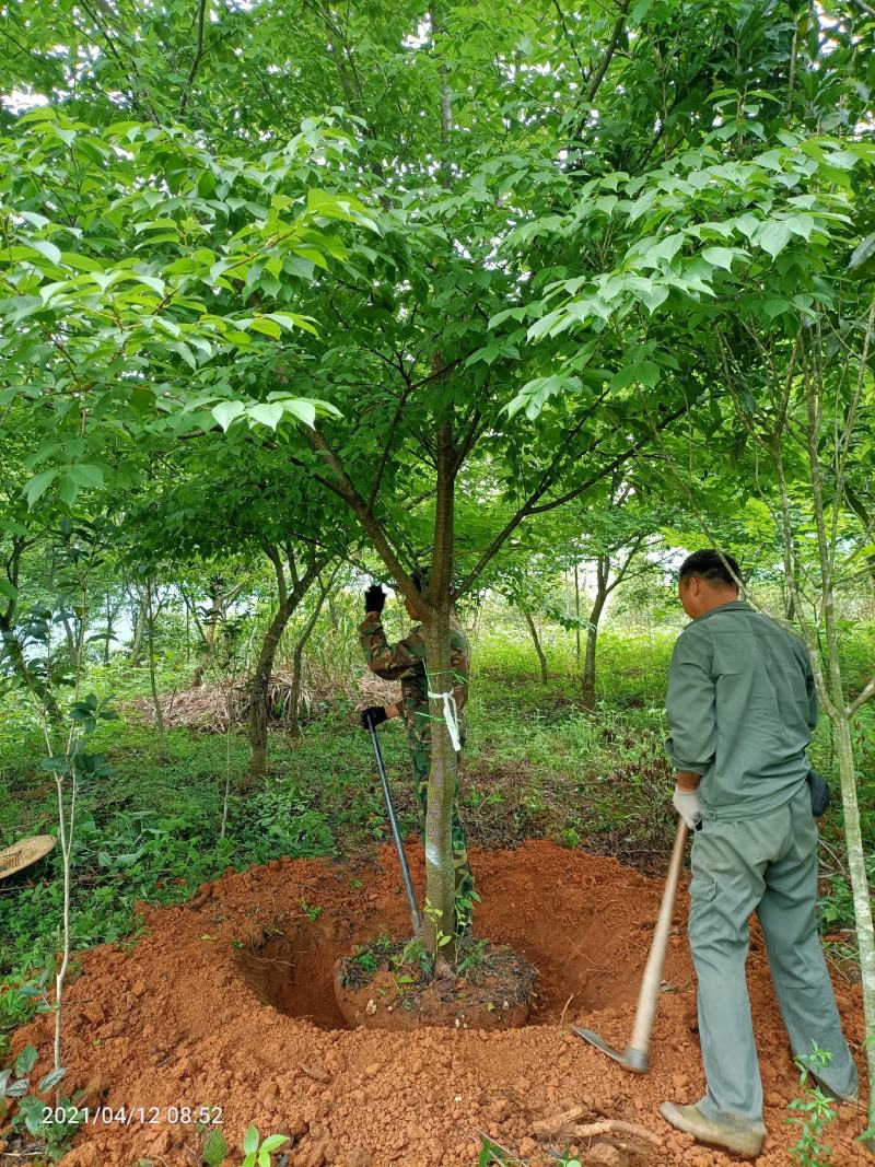 樱花福建山樱花早樱晚樱10～14公分，规格齐全