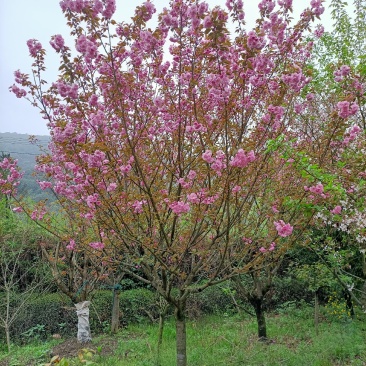 樱花福建山樱花早樱晚樱10～14公分，规格齐全