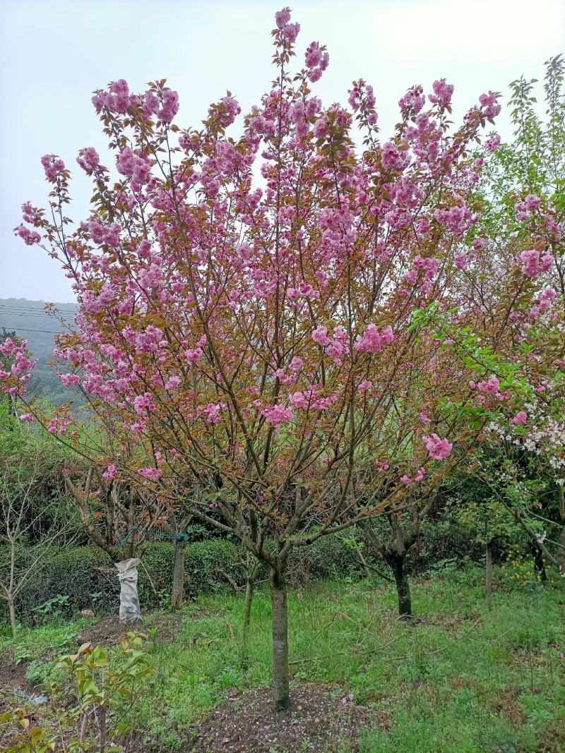 樱花福建山樱花早樱晚樱10～14公分，规格齐全