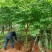 樱花福建山樱花早樱晚樱10～14公分，规格齐全