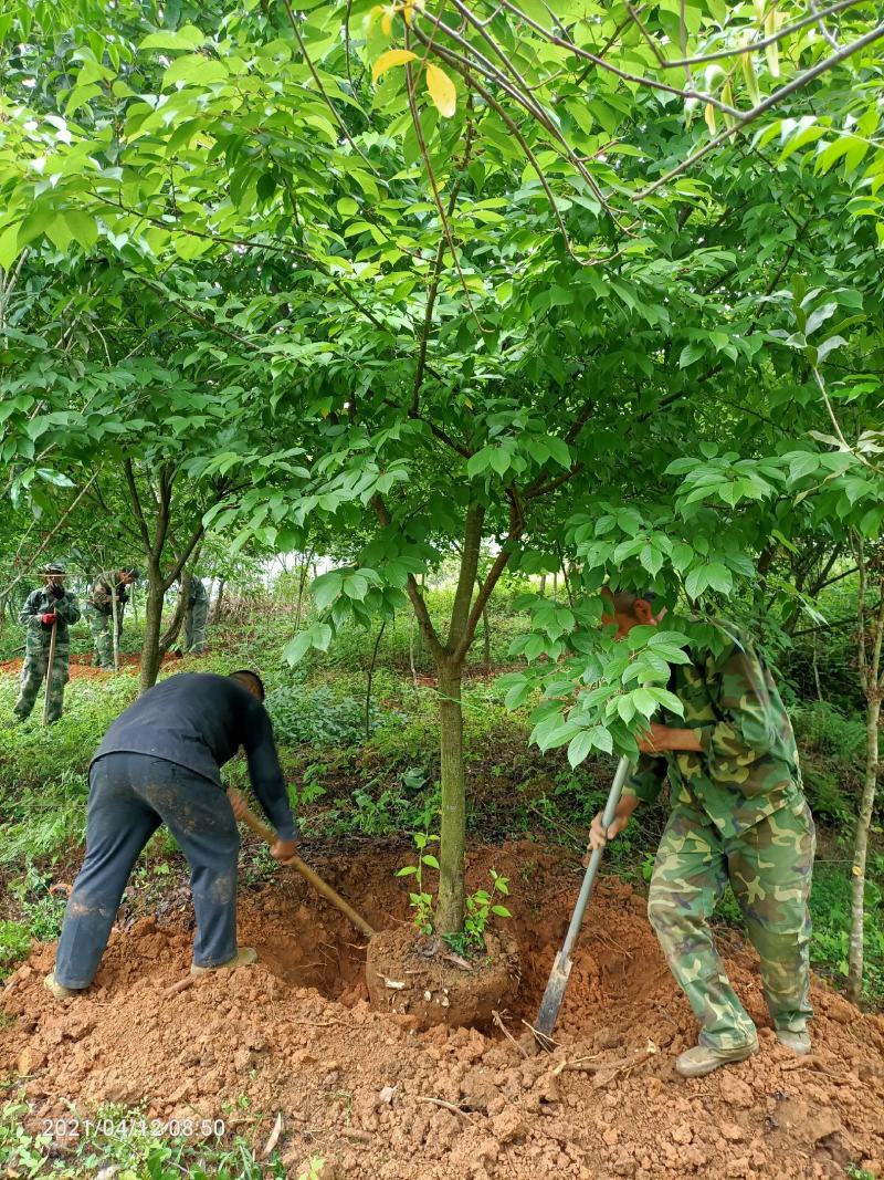 樱花福建山樱花早樱晚樱10～14公分，规格齐全
