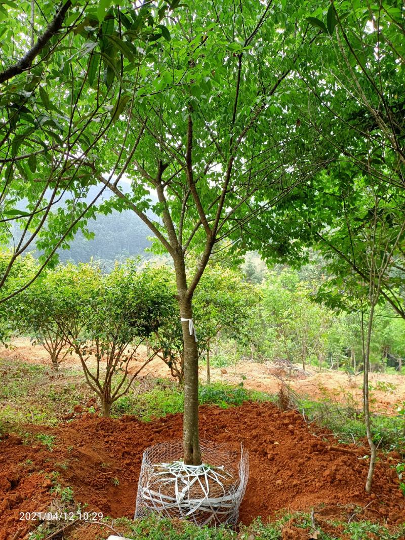 樱花福建山樱花早樱晚樱10～14公分，规格齐全
