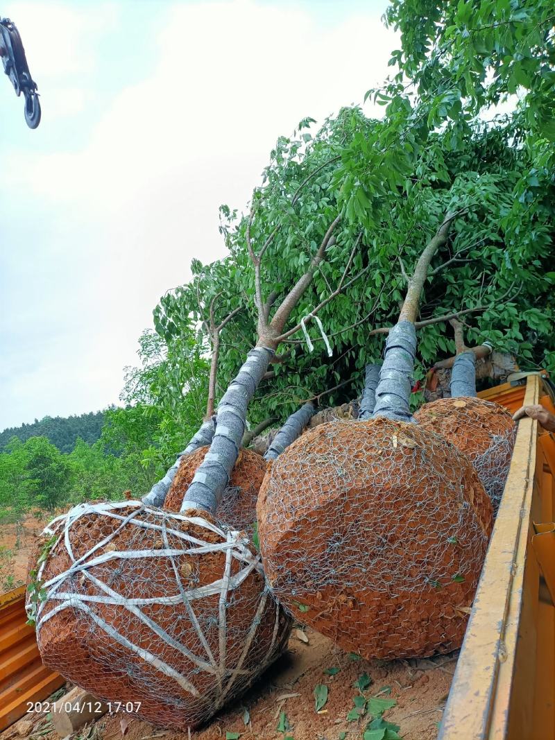 樱花福建山樱花早樱晚樱10～14公分，规格齐全