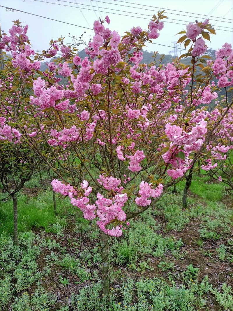 樱花福建山樱花早樱晚樱10～14公分，规格齐全