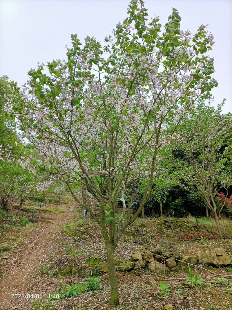 樱花福建山樱花早樱晚樱10～14公分，规格齐全