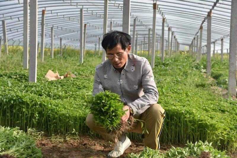 辣椒苗：山东晨宝种苗，自繁自育，自产自销。品种齐全。