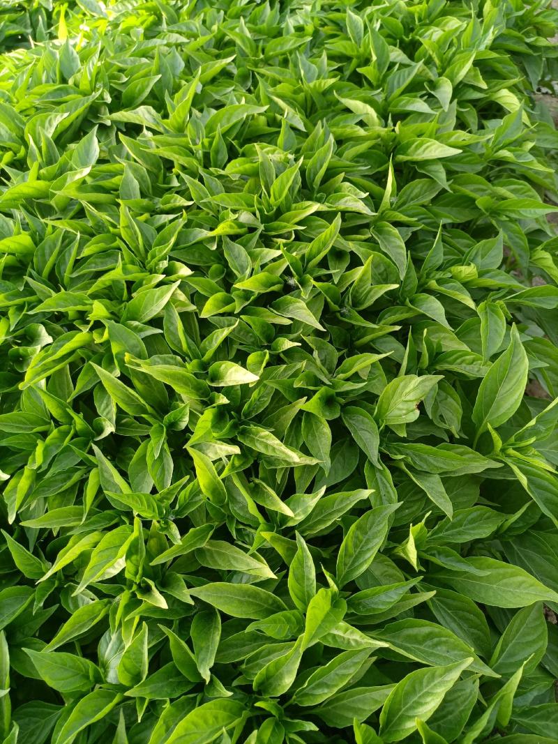 辣椒苗：山东晨宝种苗，自繁自育，自产自销。品种齐全。