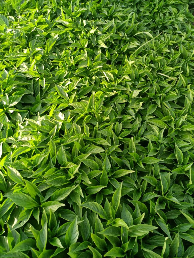 辣椒苗：山东晨宝种苗，自繁自育，自产自销。品种齐全。