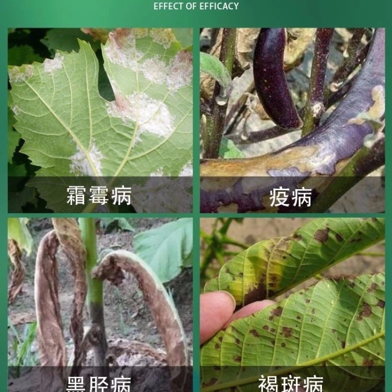 宝克甲霜霜霉威黄瓜葡萄番茄霜霉病疫病杀菌剂