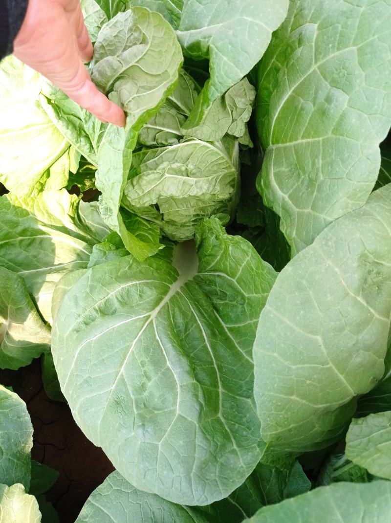 新鲜，大白菜（北京本地）
