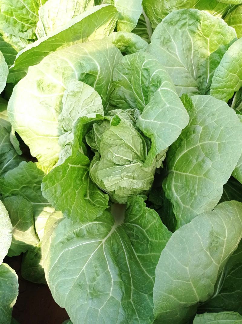 新鲜，大白菜（北京本地）