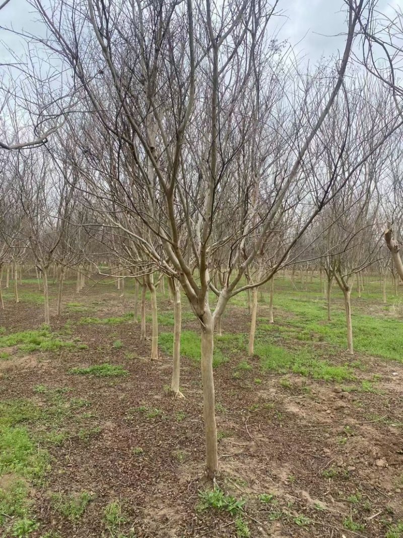 6公分8公分精品紫薇苗圃基地直销量大从优