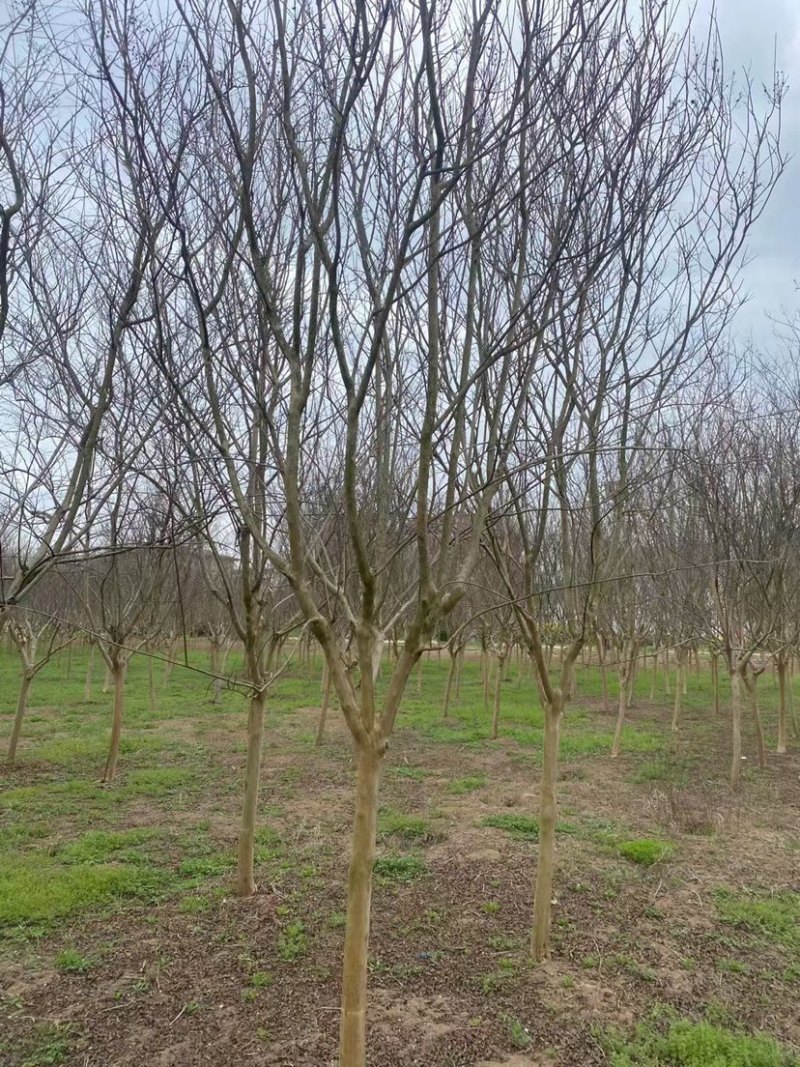 6公分8公分精品紫薇苗圃基地直销量大从优