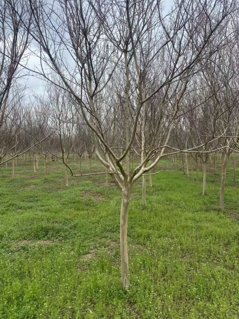 6公分8公分精品紫薇苗圃基地直销量大从优