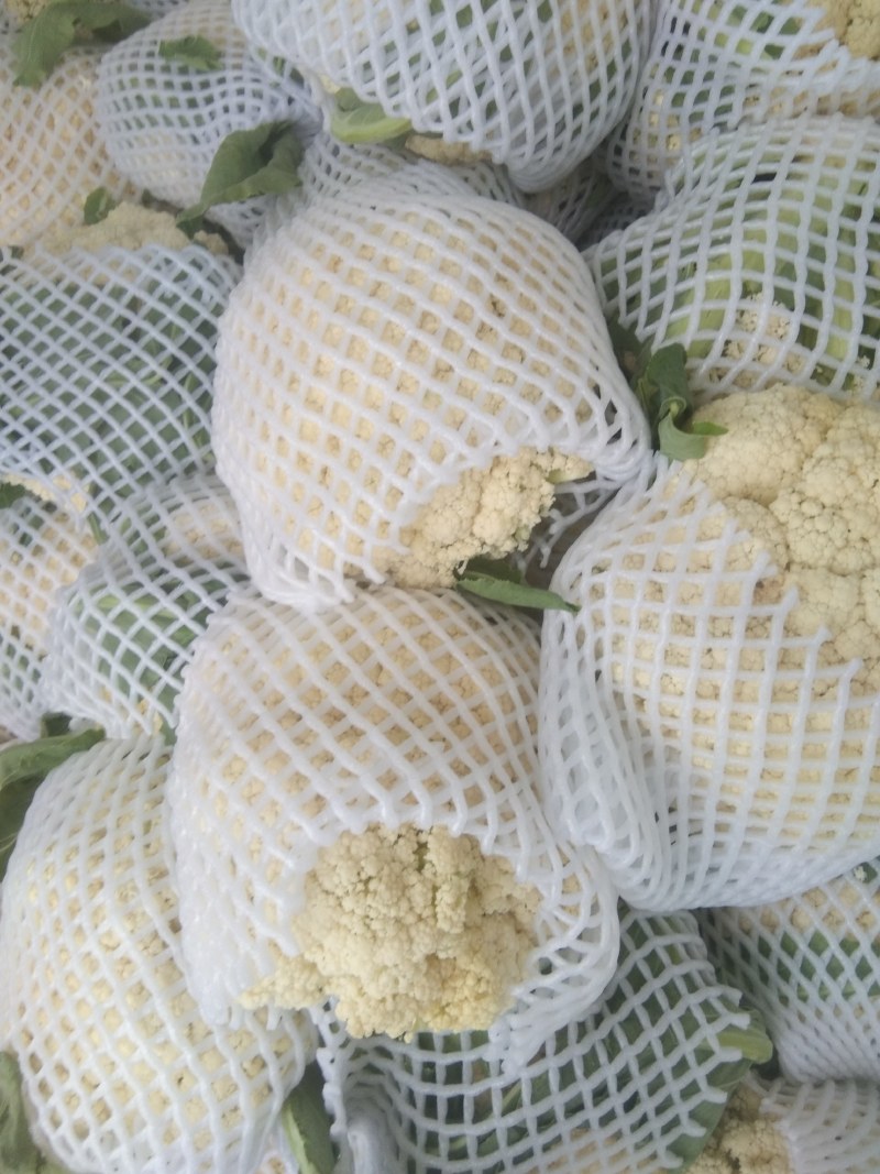 湖北天门有机花菜大量上市，质量好价格优惠，诚信经营！