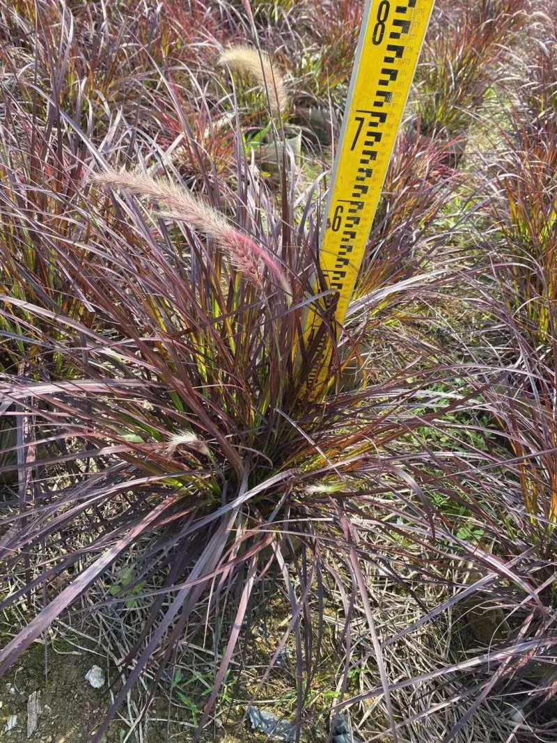 火焰狼尾草基地大量现货供应，欢迎各位客户咨询