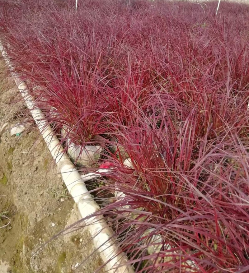 火焰狼尾草基地大量现货供应，欢迎各位客户咨询