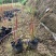 火焰狼尾草基地大量现货供应，欢迎各位客户咨询
