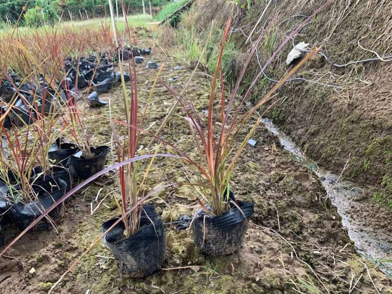 火焰狼尾草基地大量现货供应，欢迎各位客户咨询