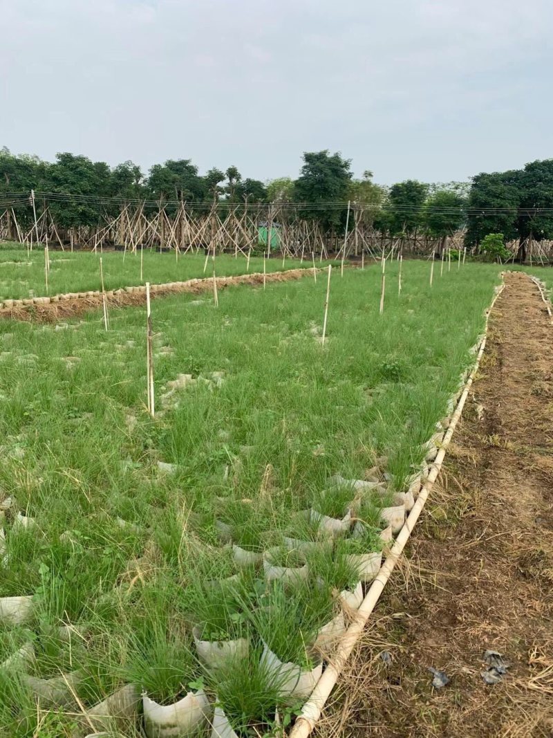羽绒狼尾草各种规格基地大量现货欢迎各位客户咨询