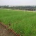 羽绒狼尾草各种规格基地大量现货欢迎各位客户咨询