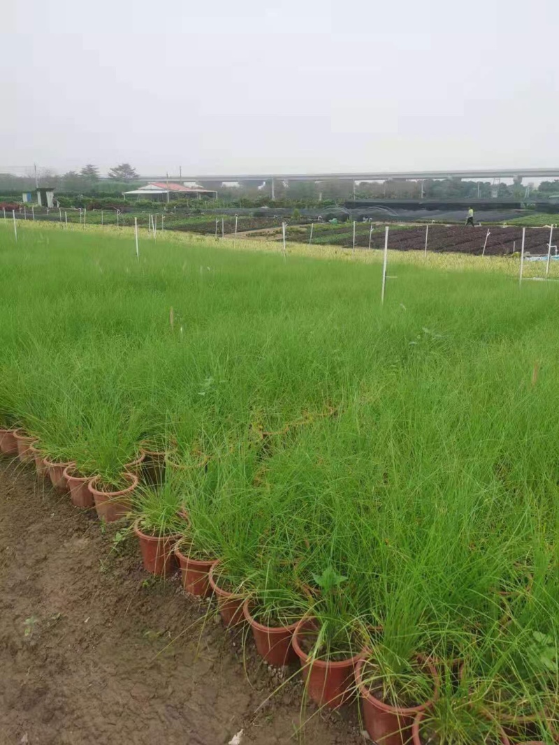 羽绒狼尾草各种规格基地大量现货欢迎各位客户咨询