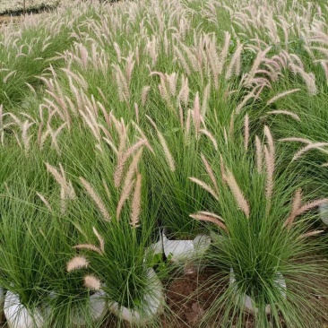 羽绒狼尾草各种规格基地大量现货欢迎各位客户咨询