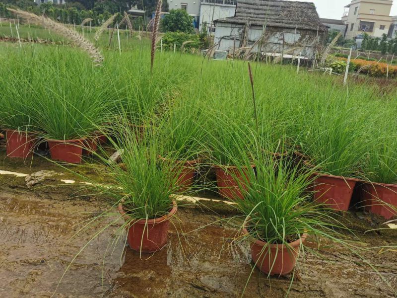 羽绒狼尾草各种规格基地大量现货欢迎各位客户咨询
