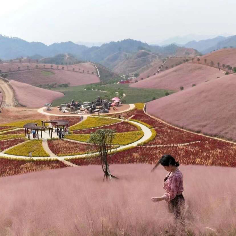 粉黛乱子草各种观赏草生产基地，量大从优，欢迎各位客户咨询