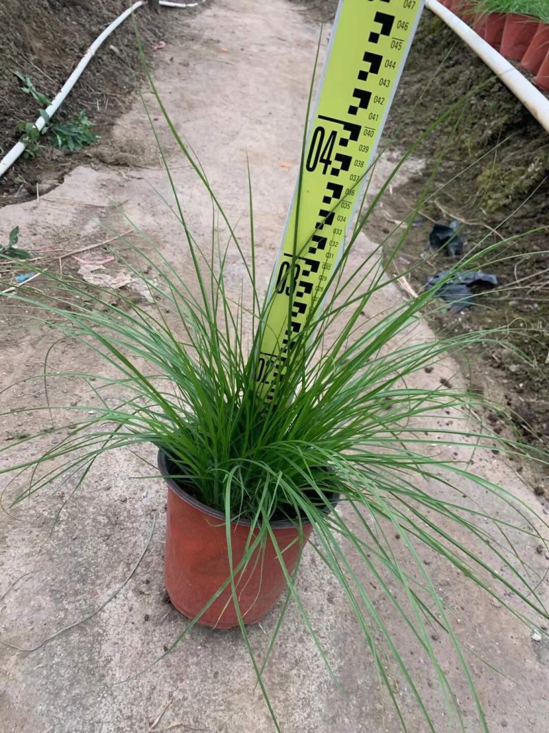 粉黛乱子草各种观赏草生产基地，量大从优，欢迎各位客户咨询