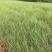 粉黛乱子草各种观赏草生产基地，量大从优，欢迎各位客户咨询
