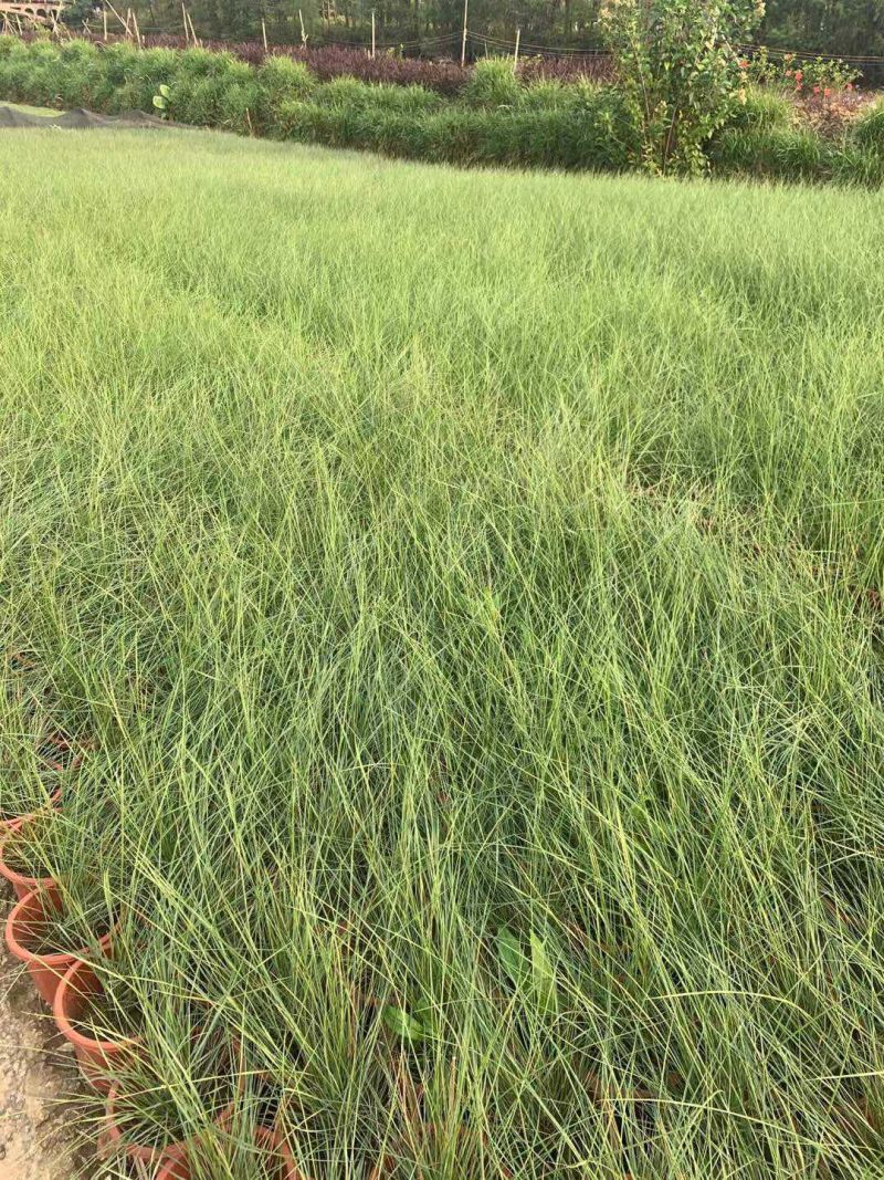 粉黛乱子草各种观赏草生产基地，量大从优，欢迎各位客户咨询