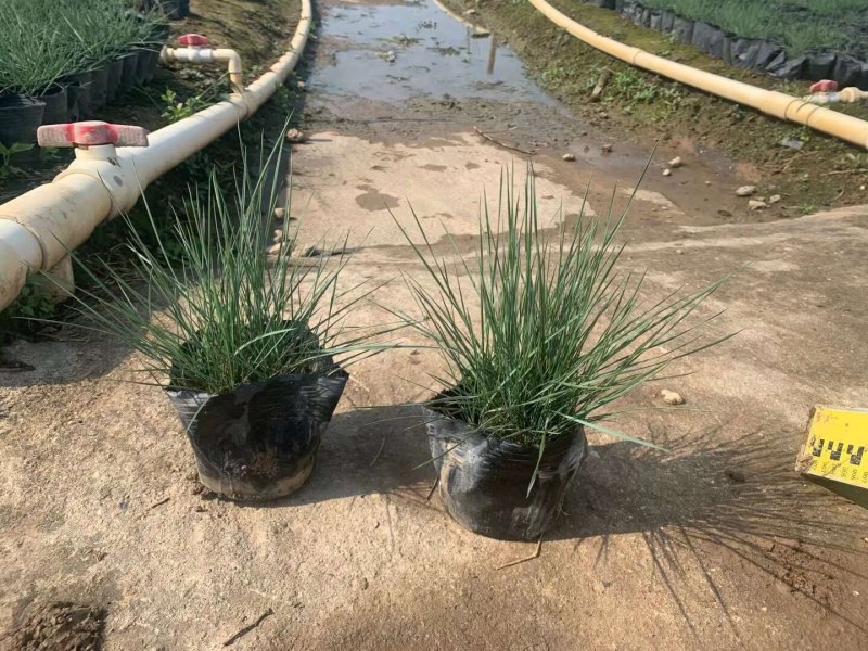 粉黛乱子草各种观赏草生产基地，量大从优，欢迎各位客户咨询