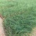 粉黛乱子草各种观赏草生产基地，量大从优，欢迎各位客户咨询