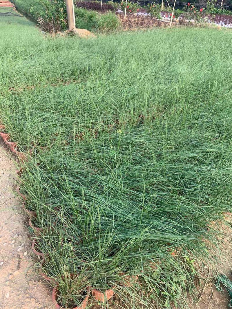 粉黛乱子草各种观赏草生产基地，量大从优，欢迎各位客户咨询