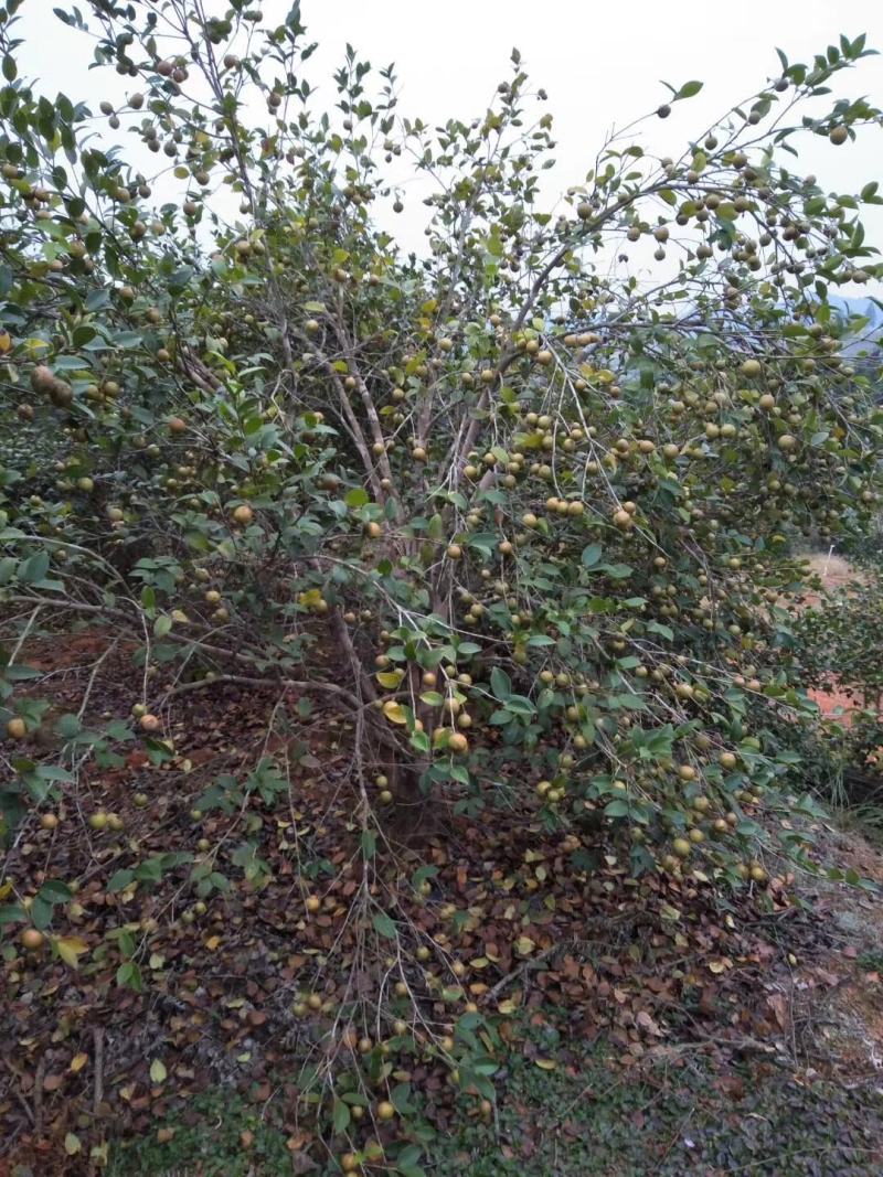 山茶油（赣南特产，纯油）