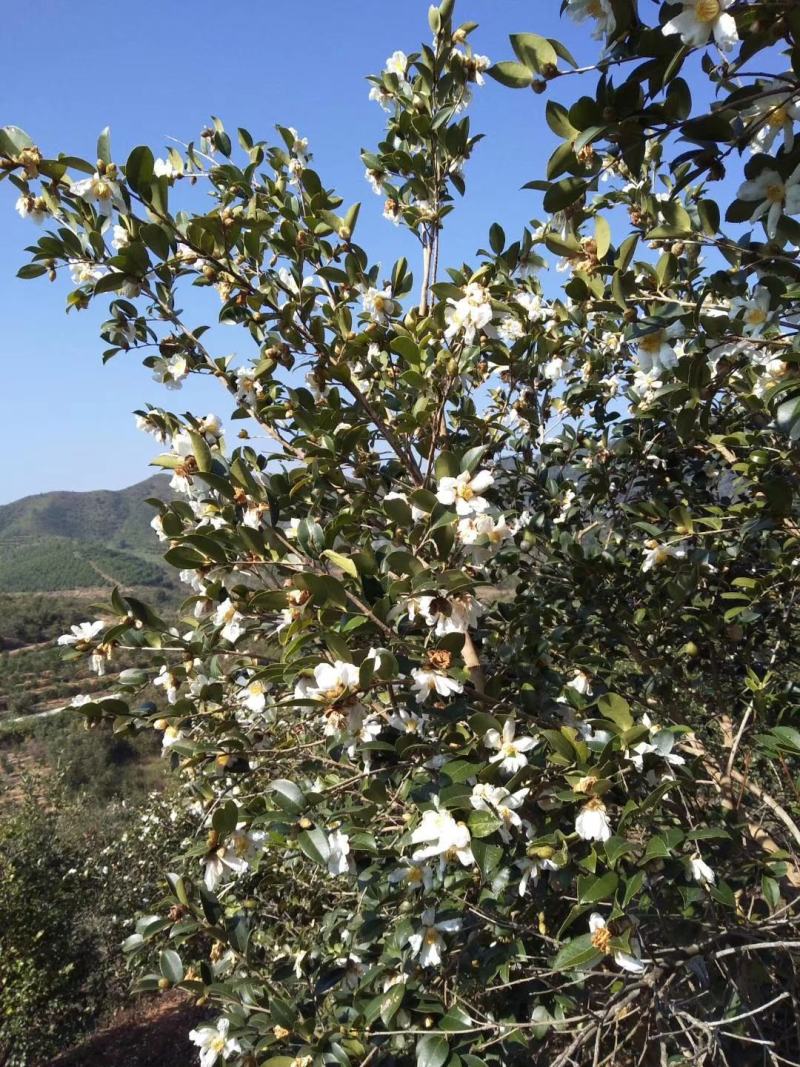 山茶油（赣南特产，纯油）