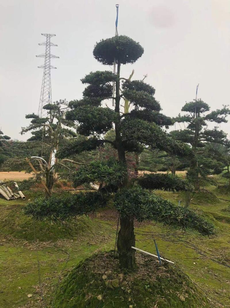 造型罗汉松工程用苗。