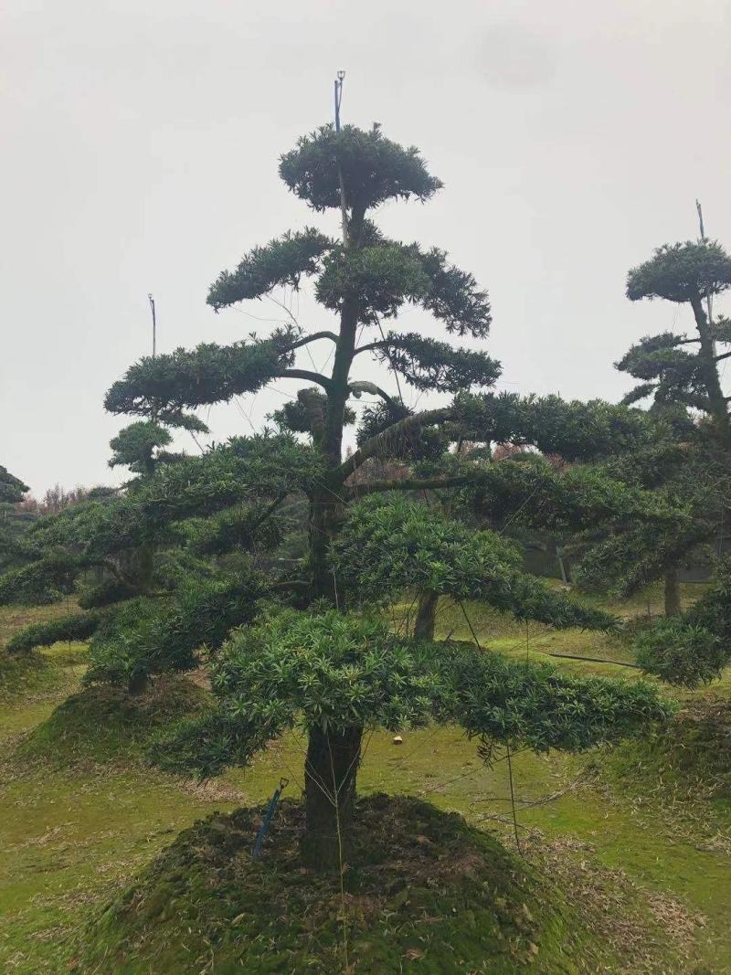 造型罗汉松工程用苗。