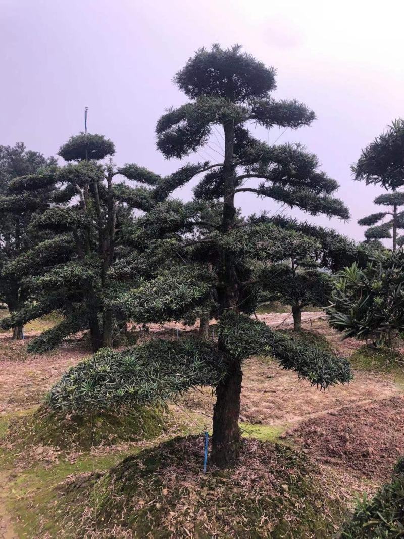 造型罗汉松工程用苗。