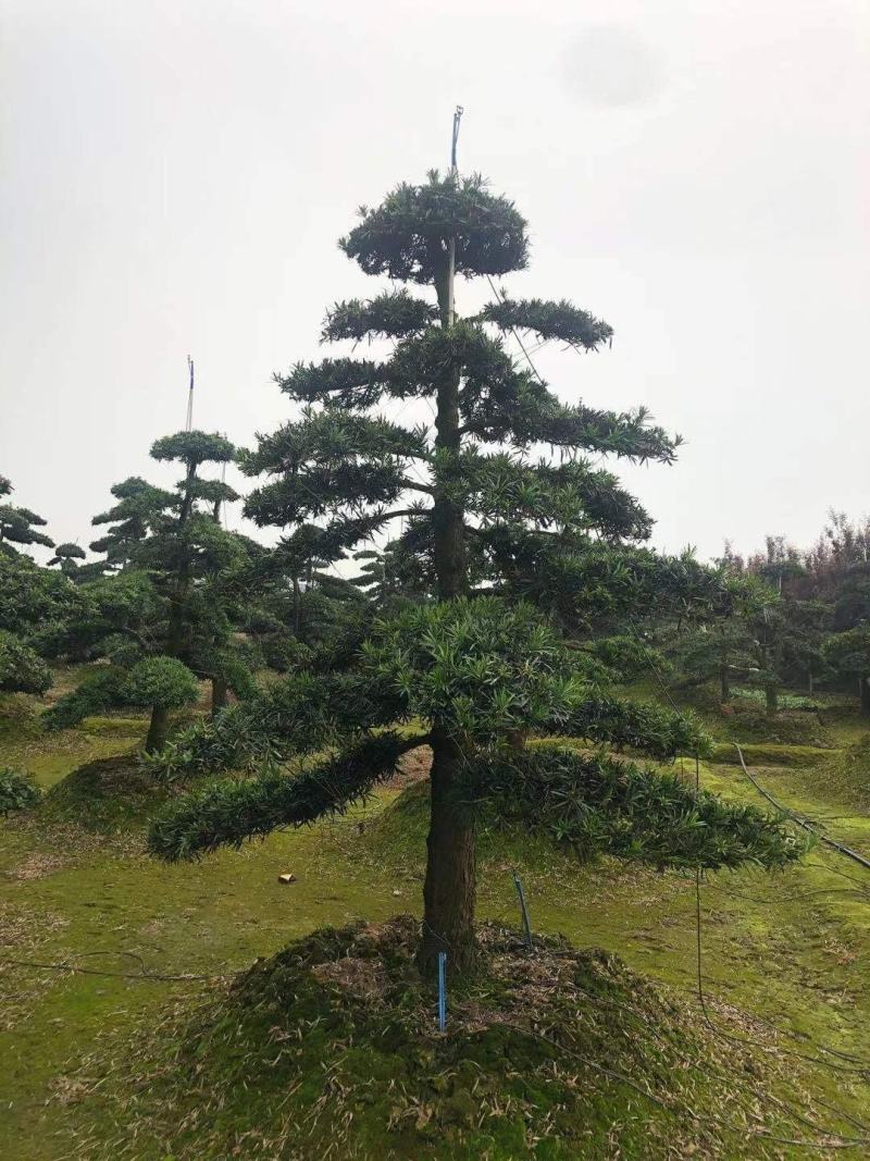 造型罗汉松工程用苗。