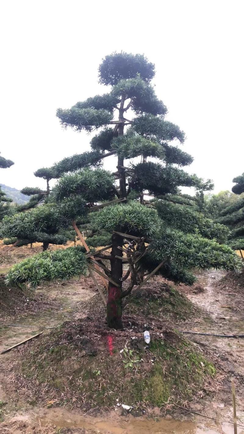 造型罗汉松工程用苗。