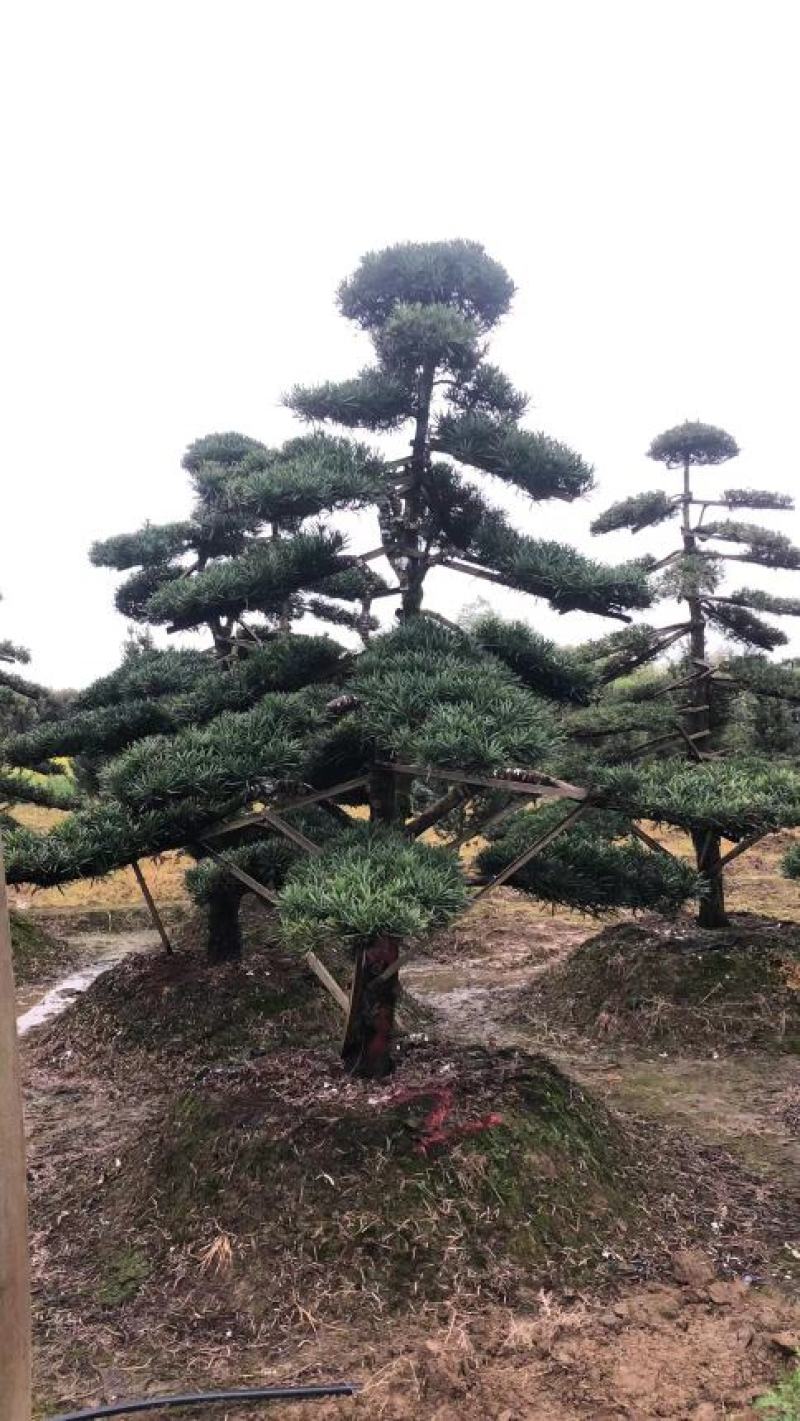 造型罗汉松工程用苗。