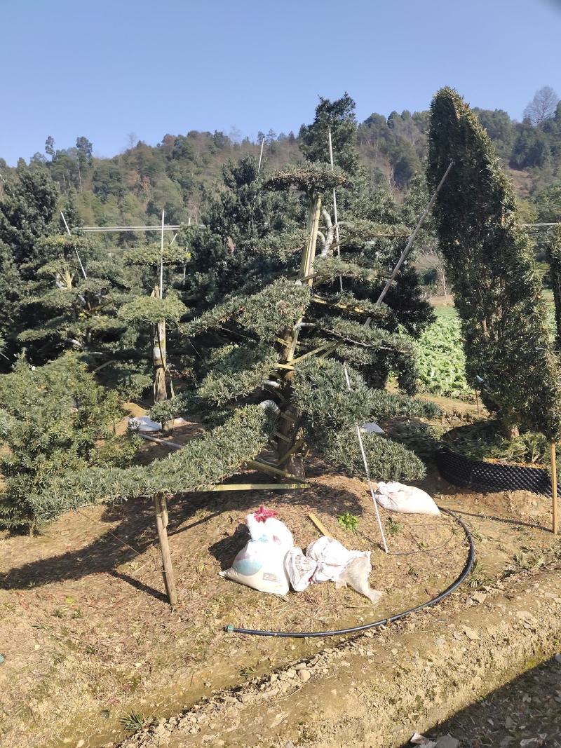 造型罗汉松工程用苗。