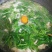 酒店特色食材桑芽菜桑叶