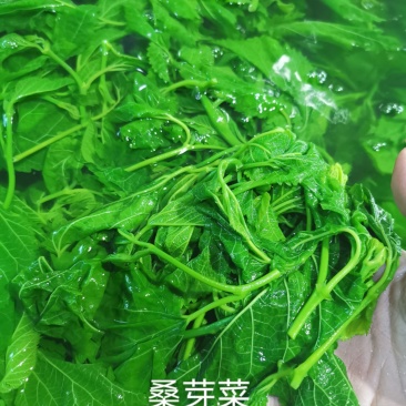 酒店特色食材桑芽菜桑叶