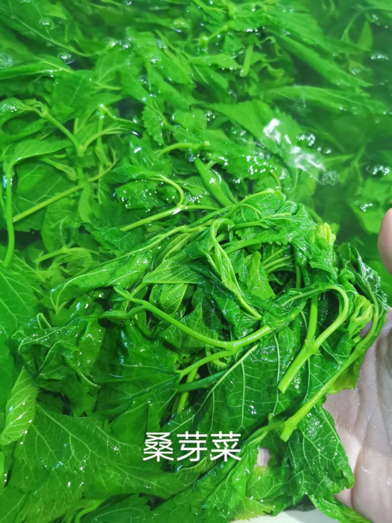 酒店特色食材桑芽菜桑叶