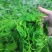 酒店特色食材桑芽菜桑叶