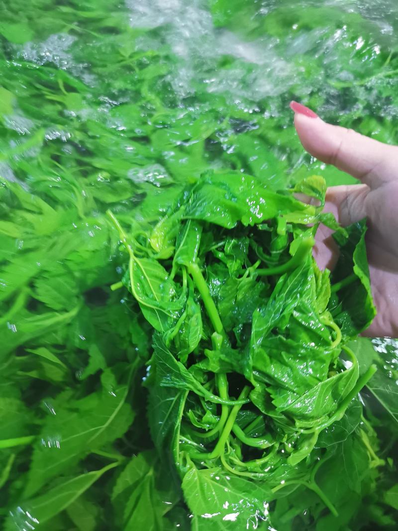 酒店特色食材桑芽菜桑叶