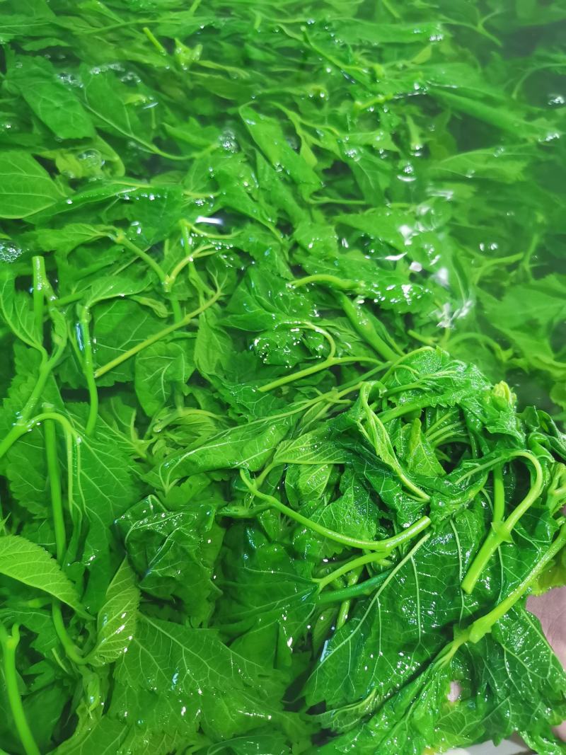 酒店特色食材桑芽菜桑叶